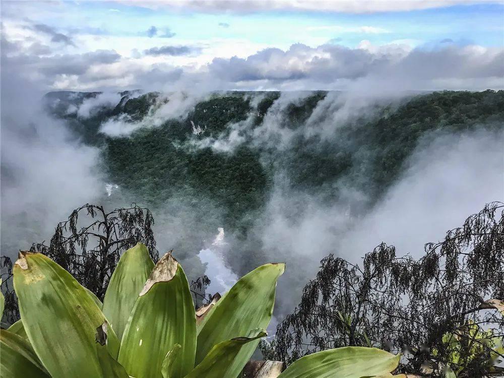 植物大战僵尸9